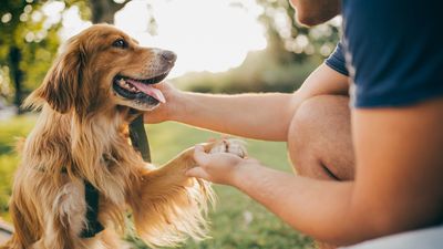 Trainer reveals three things you can do to improve your dog’s behavior — and number two is a game-changer!