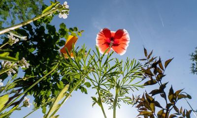 Gardeners urged to ‘keep it local’ when creating a wildflower meadow