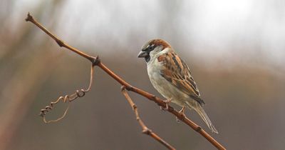 More than 70 million birds have disappeared from gardens over the last 50 years