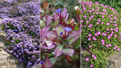 Fast-growing ground cover plants – 11 ways to green up bare soil quickly