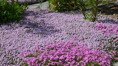 Fast-growing ground cover plants – 12 ideas for colorful and quick coverage