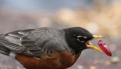 Chicago outdoors: Grape-eating robin, double-bearded turkey, mushrooms, Sylvia Plath