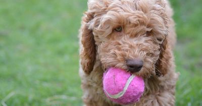 The dog laws in the UK that all owners need to know about