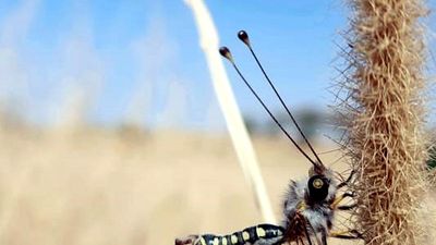 Rare owlfly species discovered from Rajasthan