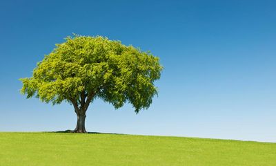 The Power of Trees by Peter Wohlleben review – let’s turn over a new leaf