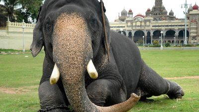 Elephant Balarama of Mysuru Dasara fame no more