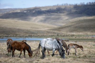 Feral horses an ‘imminent threat’ that could cause extinction of several endangered Australian species, inquiry warned