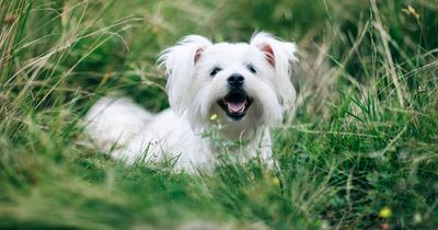 Seven summer dangers for dog owners to watch out for from grass seeds to snail pellets