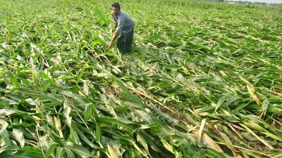 Telangana Minister urges Centre to match State’s crop loss compensation to ryots