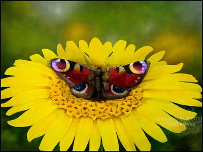 Mind-bending optical illusion: 97% people will fail to spot the woman in 7 seconds