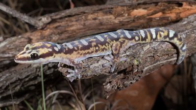 The Australian gecko that was named after David Attenborough (for a while)