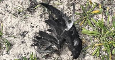 Why so many sea birds are showing up dead and dying on the beach