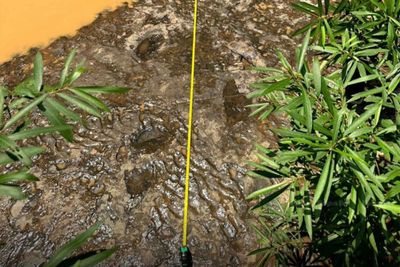 Dinosaur footprints found in Phetchabun