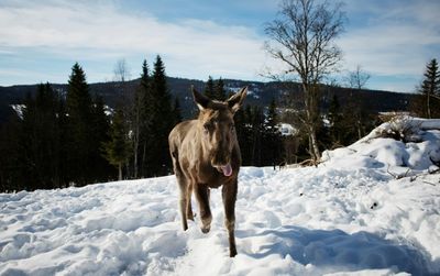 Slow-paced nature TV captivates Swedish audiences