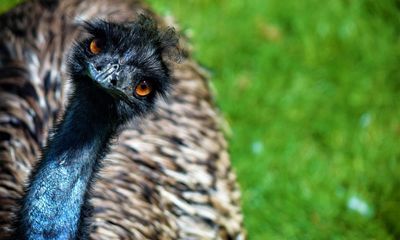‘Let’s get an emu,’ I told my husband. But where would we put it?