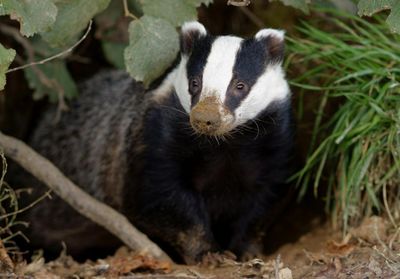 New campaign hopes to change views on Scotland's badgers