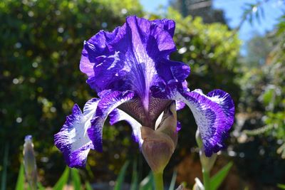 How to grow Chelsea Flower Show’s dazzling irises