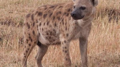 Bone-sharing and ‘separate rooms’ help hyenas, porcupines, warthogs use same den