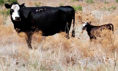 Who is behind a string of grisly cow deaths in Texas?