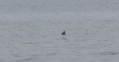 Massive shark spotted near paddleboarder off UK beach leaves dogwalker stunned