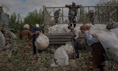 Cotton100% review – how forced labour paid the price of Uzbekistan’s ‘white gold’