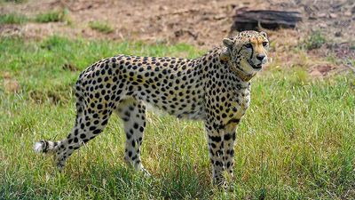 Five more cheetahs to be released into wild at Kuno