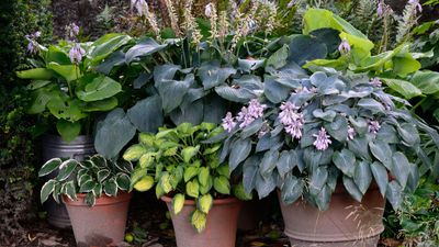 Best container plants for shade – 8 pretty choices to lift a dark spot with foliage and flowers