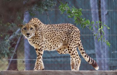 India says other African cheetahs well after two deaths