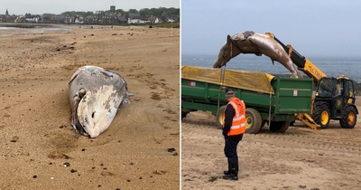 Minke whale washes up on Scots beach as council urges locals to avoid decomposing carcass
