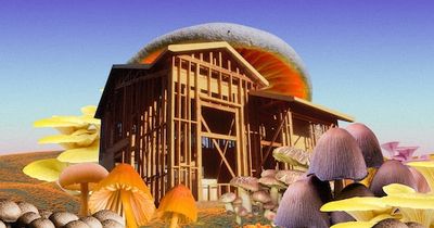 Mushrooms’ Remarkable Properties Can Build a New Era Of Sustainable Design