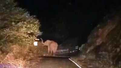 Tusker Arikompan enters Chinnamanur-Megamalai road