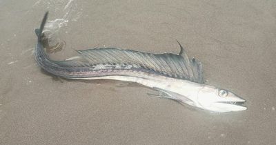 Terrifying fanged cannibal fish found washed up on beach leaves experts baffled