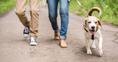 Scottish dog laws that could see owners prosecuted - from barking to Highway Code