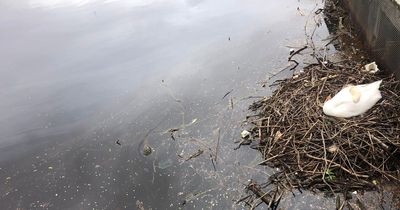 Dire Edinburgh images show 'oil spill' in Water of Leith as it reaches bird's nest