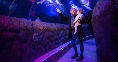 Glasgow families given chance to feed sharks at Sealife Centre this summer