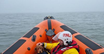 Scots RNLI crew launch emergency mission to rescue dog stranded by tide