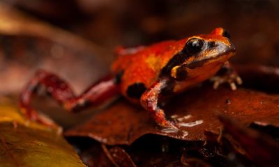 ‘Unique’ frogs in NSW rainforests feared locally extinct after black summer bushfires