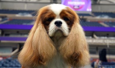 13 delightful Westminster Dog Show 2023 photos of very good dogs