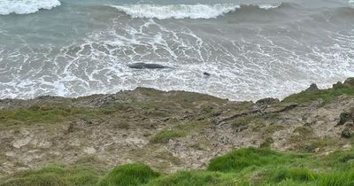 Sperm whale discovered on Welsh surf beach
