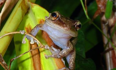 Frogs in Puerto Rico croak at a higher pitch due to global heating