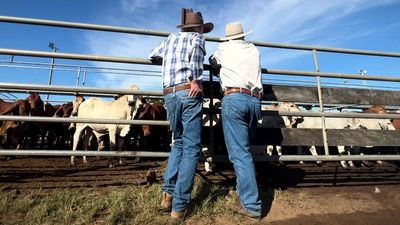 Saleyards are the social hotspot of the outback and here's why they may never go out of style