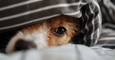 Warning issued to pet owners as common habit could be making you unwell