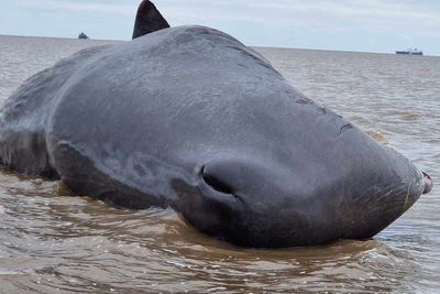 Second whale in two days washes up on to a UK beach