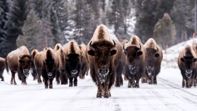 Yellowstone tourist learns why you shouldn't get too friendly with the bison