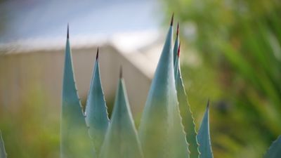 Agave americana plants to be eradicated by Shire of Capel calling them a danger to public safety