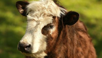 Heifer that escaped school prank in Niles is named Blossom