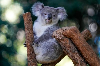First wild koalas caught and vaccinated against chlamydia