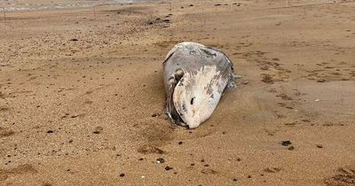 Whale washes up on beach as locals urged to avoid rotting corpse
