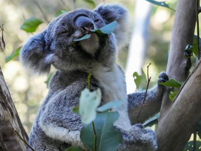 In Australia, scientists begin vaccinating koalas against chlamydia