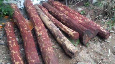 Red sanders logs worth ₹4 lakh seized in Ranipet town